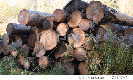 This is a closeup view of a rustic woodpile that is lovingly surrounded by lush greenery in a natural setting 123147641