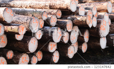 In a lumber yard, there is a large, detailed closeup view of neatly stacked logs, each end marked with unique numbers 123147642