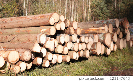 Freshly cut timber logs are neatly stacked within a tranquil and serene wooded landscape under the trees 123147643