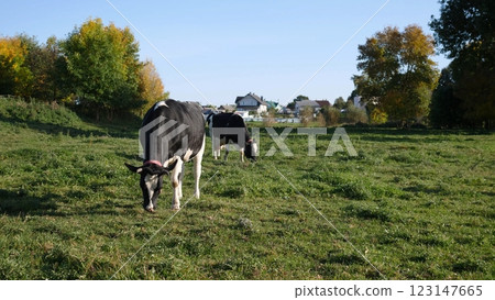 A herd of cows on a meadow in summer in the countryside 123147665