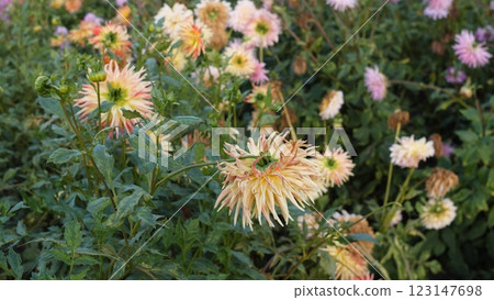 A vibrant array of blooming chrysanthemums in a lush garden, showcasing their beautiful colors and hues A vibrant array of blooming chrysanthemums in a lush garden, showcasing their beautiful colors and hues 123147698