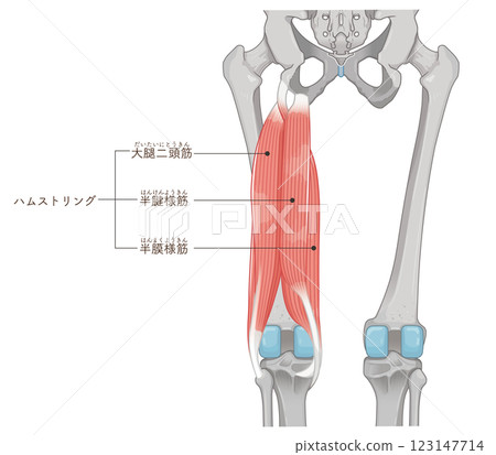 腿筋插圖 123147714