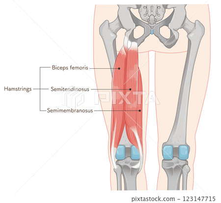 Hamstrings illustration Hamstrings illustration 123147715