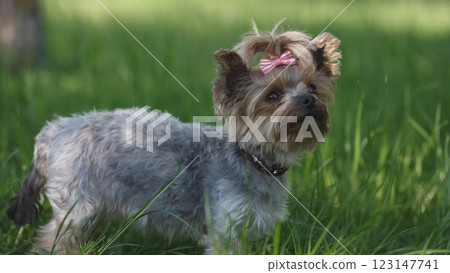 An adorable and cheerful Yorkshire Terrier dog wearing a lovely bow, basking in the sun on a lush green field An adorable and cheerful Yorkshire Terrier dog wearing a lovely bow, basking in the sun on a lush green field 123147741