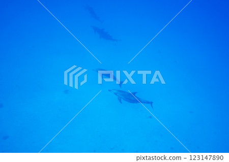 南方寬吻海豚小笠原 123147890