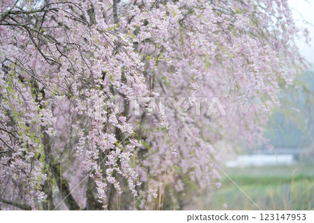 假期去公園賞櫻。 假期去公園賞櫻。 123147953