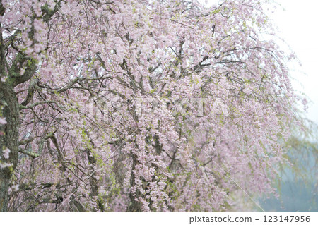 Cherry blossom viewing in the park on a holiday Beautiful weeping cherry blossoms in full bloom⑥ 123147956