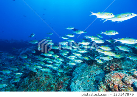 School of sawfish, Ogasawara, Tokyo 123147979