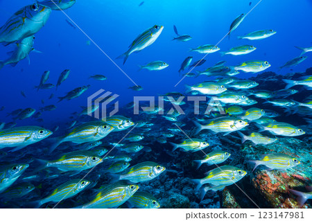 東京小笠原的鋸鰩群 東京小笠原的鋸鰩群 123147981