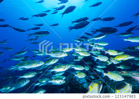 東京小笠原的鋸鰩群 東京小笠原的鋸鰩群 123147983