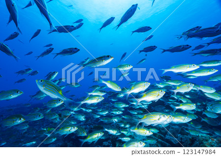 School of sawfish, Ogasawara, Tokyo 123147984