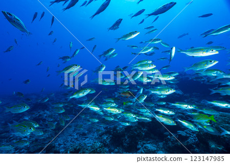 東京小笠原的鋸鰩群 123147985