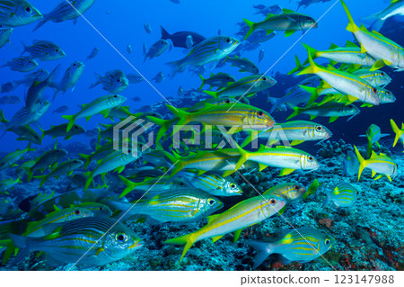 東京小笠原的鋸鰩群 東京小笠原的鋸鰩群 123147988