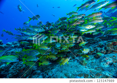 東京小笠原的鋸鰩群 東京小笠原的鋸鰩群 123147989