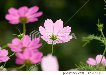 Cosmos flowers shining in the autumn sunlight Cosmos flowers shining in the autumn sunlight 123148446