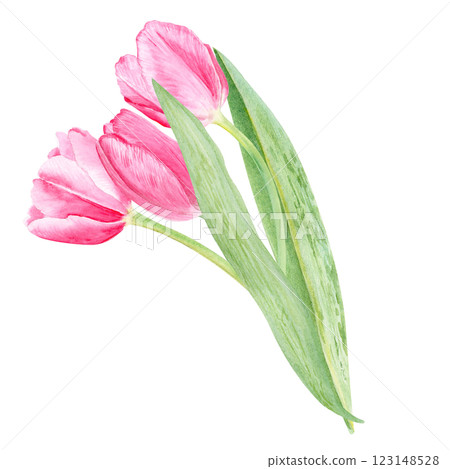 A bouquet of three tulips, watercolor composition isolated on white. Hand painted pink flowers. High quality clip art perfect for mother's day, women's day cards, posters, perfume, packaging, decor A bouquet of three tulips, watercolor composition isolated on white. Hand painted pink flowers. High quality clip art perfect for mother's day, women's day cards, posters, perfume, packaging, decor 123148528