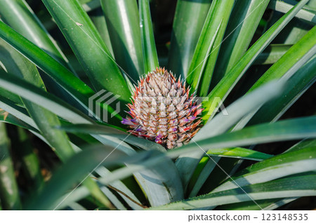 Pineapple grow on tree in garden 123148535