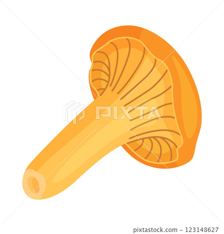 Fresh chanterelle mushroom Hand drawn flat style isolated Edible mushroom 123148627