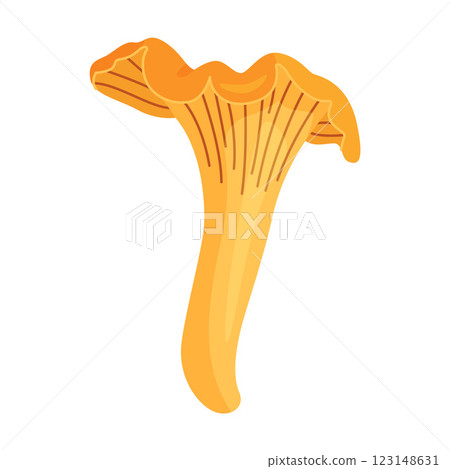 Fresh chanterelle mushroom Hand drawn flat style isolated Edible mushroom 123148631