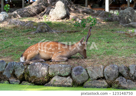 放鬆的年輕雄鹿 123148750