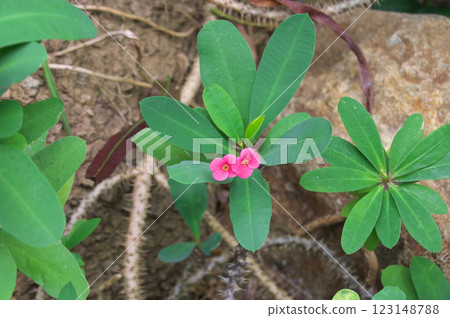 Hanakilin 123148788