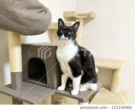 Two cat towers and a black and white cat 123148960