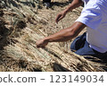 Rice harvesting work 123149034