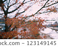 japan autumn maple red leaves scenery plants 123149145