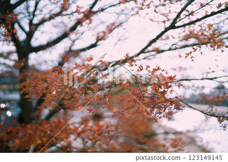 japan autumn maple red leaves scenery plants japan autumn maple red leaves scenery plants 123149145