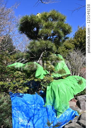 Pruning work of black pine 123149238