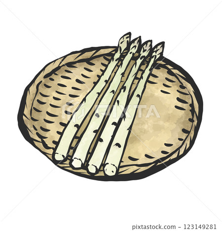 White asparagus hand-drawn illustration White asparagus hand-drawn illustration 123149281