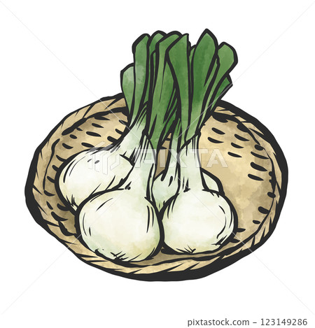 Hand-drawn illustration of new onions Hand-drawn illustration of new onions 123149286
