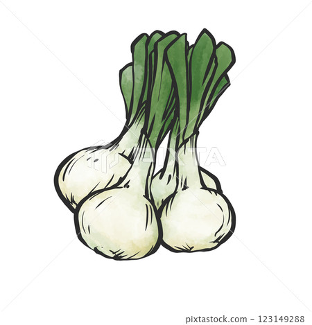 新洋蔥的手繪插圖 新洋蔥的手繪插圖 123149288