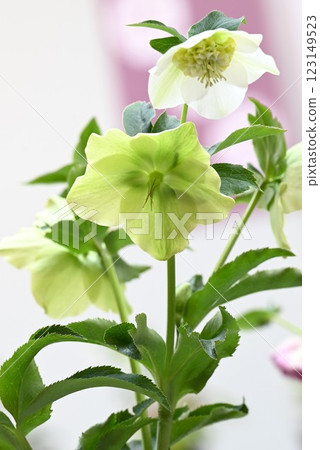 聖誕玫瑰花、 尼日爾嚏根草、 季節性花卉背景材料 聖誕玫瑰花、 尼日爾嚏根草、 季節性花卉背景材料 123149523
