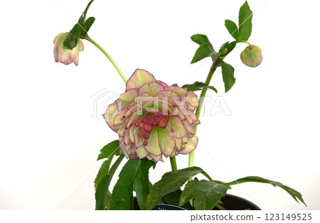 聖誕玫瑰花、 尼日爾嚏根草、 季節性花卉背景材料 聖誕玫瑰花、 尼日爾嚏根草、 季節性花卉背景材料 123149525