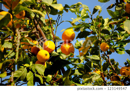 Fresh Lenon on a Lush Green Tree Vibrant Nature Photography Fresh Lenon on a Lush Green Tree Vibrant Nature Photography 123149547