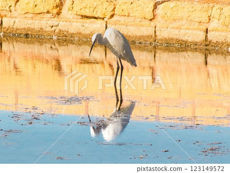 Egret Reflection in Golden Waters A Serene Bird Scene Egret Reflection in Golden Waters A Serene Bird Scene 123149572
