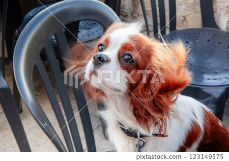 Cute Cavalier King Charles Spaniel Posed on Chair Dog Photography Ideas Cute Cavalier King Charles Spaniel Posed on Chair Dog Photography Ideas 123149575