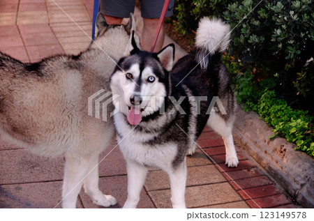 Siberian Husky Dog Skadi Standing Outdoors in Natural Light Siberian Husky Dog Skadi Standing Outdoors in Natural Light 123149578