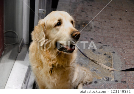 Adorable Golden Retriever Your Perfect Pet Companion Loyal Loving Adorable Golden Retriever Your Perfect Pet Companion Loyal Loving 123149581