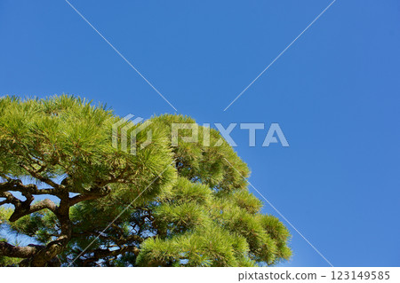 Blue sky and green pine background material Blue sky and green pine background material 123149585
