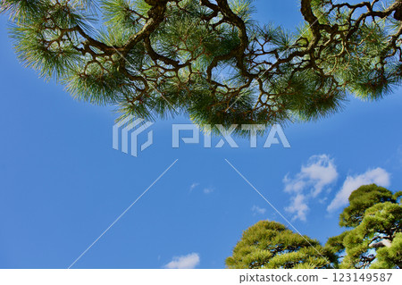 Blue sky and green pine background material 123149587