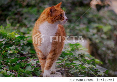 Perky Ginger Cat Standing in Lush Green Surroundings 123149661