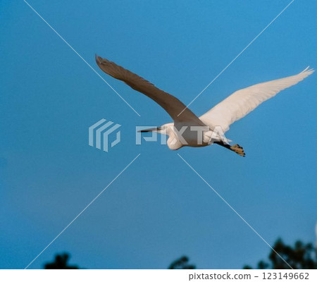 Egret in Flight Against Clear Blue Sky Grace in Motion 123149662