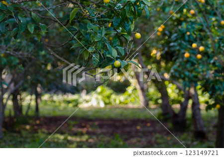 Orange ,Mandarin Orchard Bliss A Well Groomed Citrus Retreat grove ,garden Orange ,Mandarin Orchard Bliss A Well Groomed Citrus Retreat grove ,garden 123149721