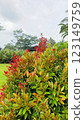 A vibrant bush featuring green leaves and red growth, surrounded by lush tropical vegetation, under a cloudy sky. A serene and tranquil natural scene perfect for relaxation and outdoor themes. 123149759