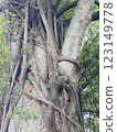 Detailed view of an old tree trunk wrapped with sprawling vine branches, portraying growth, resilience, and the beauty of nature's organic forms. 123149778
