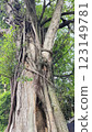 Detailed view of an old tree trunk wrapped with sprawling vine branches, portraying growth, resilience, and the beauty of nature's organic forms. 123149781