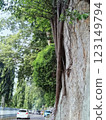 Detailed view of an old tree trunk wrapped with sprawling vine branches, portraying growth, resilience, and the beauty of nature's organic forms. 123149794