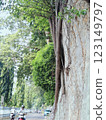 Detailed view of an old tree trunk wrapped with sprawling vine branches, portraying growth, resilience, and the beauty of nature's organic forms. 123149797